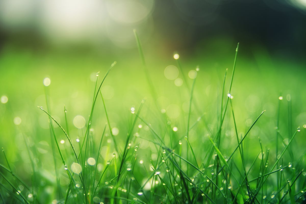 Dewdrops on the Grass